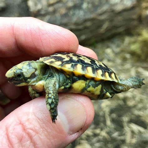 Pet turtles for sale at discount prices. . Tiny turtles for sale
